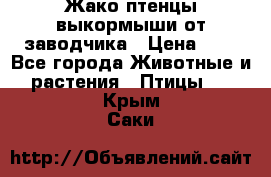 Жако птенцы выкормыши от заводчика › Цена ­ 1 - Все города Животные и растения » Птицы   . Крым,Саки